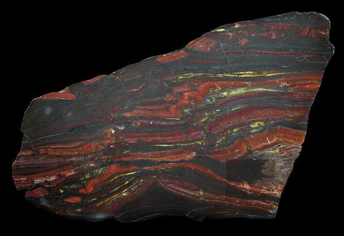 Polished Tiger Iron Stromatolite - ( Billion Years) #62730